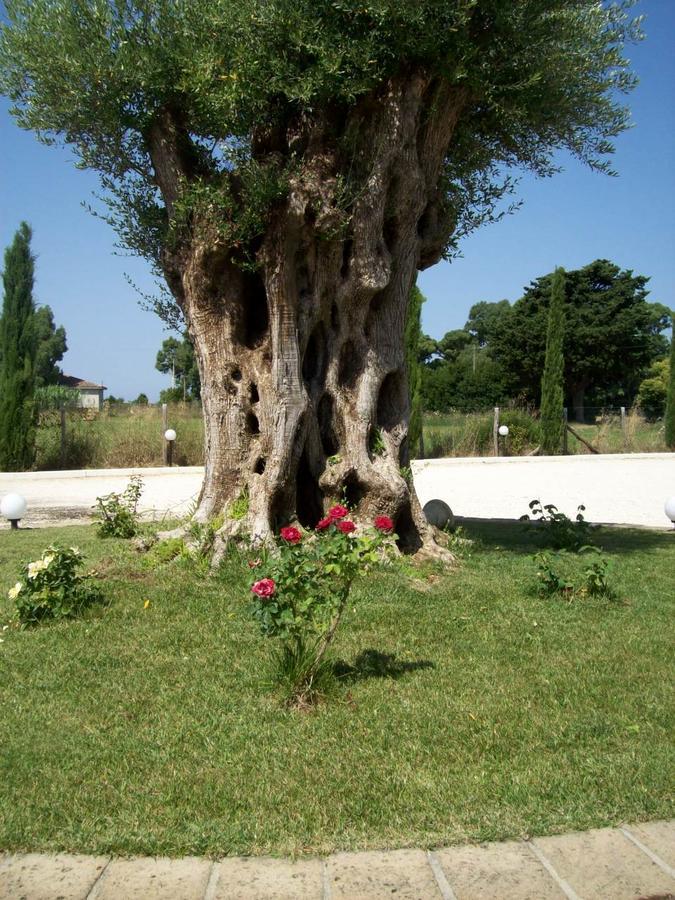 Il Vivaio Βίλα Tarquinia Εξωτερικό φωτογραφία